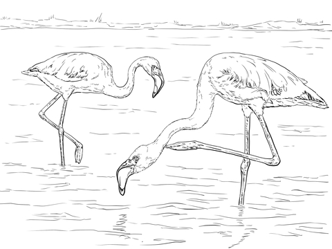 Two Lesser Flamingos Coloring Page